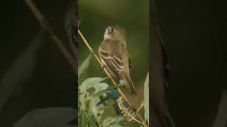 Willow flycatcher Empidonax traillii [upl. by Krm]