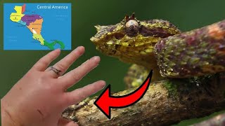 9 Most Terrifying and Deadly Viperidae Pit Vipers In Central America 🐍 [upl. by Nillok]