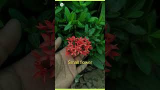 ixora mini plant  ixora care tip  plantinfo [upl. by Ytsanyd]