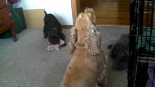 Cocker Spaniel with Puppy singing and barking [upl. by Annawd]