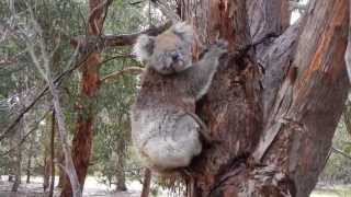 Koala Running on Kangaroo Island [upl. by Saddler]