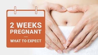 2 Weeks Pregnant  What to Expect  Pregnancy Week by Week [upl. by Jews]