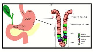 Parietal cell secretion MRCS question solve CRACK MRCS [upl. by Melise]