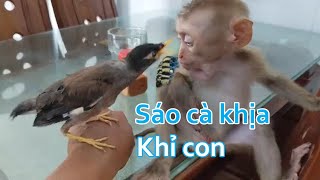 Monkey and Bird Become Unlikely Friends [upl. by Aneeg]