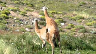 Guanaco Mating and Eating [upl. by Aip132]