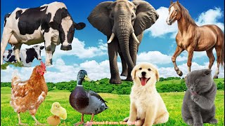 Wild Animal Sounds Hen Cow Duck Dog Cat Elephant Horse  Animal Sounds [upl. by Herrah]