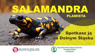 SALAMANDRA PLAMISTA  najpiękniejszy płaz w Polsce [upl. by Uile]