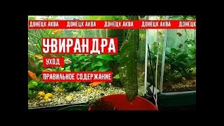 обзор растений Увирандра Aponogeton Madagascariensis planta de acuario Aquarium plant [upl. by Nnyled]