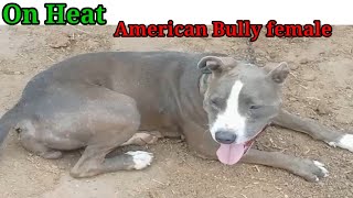 ON Heat American Bully Female XL Size For Sale [upl. by Ahsimak]