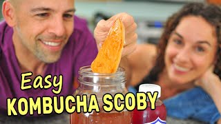 Making a Kombucha Scoby from Scratch SPOILER Its super easy [upl. by Ttreve]