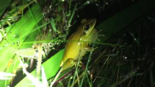 Hypsiboas albopunctatus [upl. by Kopans924]