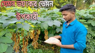 জংলা আলকুশির উপকারিতা।আলকুশি গাছ কেমন ঔষধি গ্রামের ভয়ংকর ভেষজ উদ্ভিদ আলকুশি। [upl. by Pharaoh]