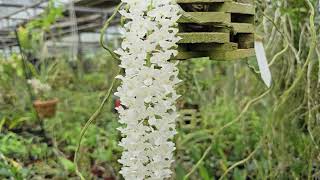 Rhynchostylis retusa var alba [upl. by Selin301]