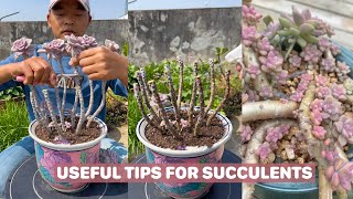 Useful tips for succulents  多肉植物 다육이들  Suculentas [upl. by Aihsyak]