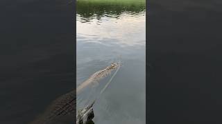 Caiman vs Rope and the Rope wins [upl. by Silera527]