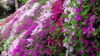 A Japanese azalea garden Daikozenji quotTsutsuji Teraquot [upl. by Erb512]