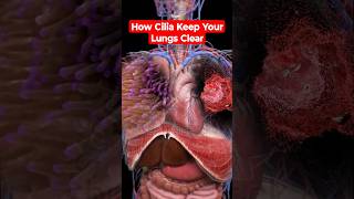 How Cilia Keep Your Lungs Clear The Mucociliary Escalator Explainedshorts shortsfeedlungs cilia [upl. by Arica982]