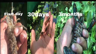 Raising crayfish at home easily [upl. by Lorena]