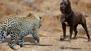 90 Craziest Animal Fights of All Time 2023 [upl. by Analak]