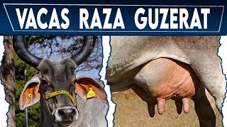 🔴 Raza GUZERAT ✅ Vacas Lecheras y Carnicas Crea tu negocio Ganadero [upl. by Erund325]