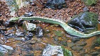 KCC King Cobra hunting a pit viper WOW [upl. by Aleek]