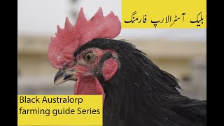 Black Australorp Chicken Farming Guide Series  Best Egg Layers  Desi Chicken ki Farming [upl. by Neved694]