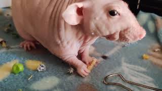 Hairless Rat Phil Eating [upl. by Anitnemelc]