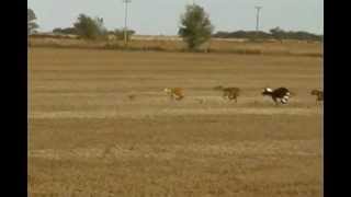 caza de liebre con galgos en Santa Rosa La Pampa Argentina [upl. by Ahsimak697]