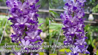 เอื้องเขาแกะ ดอกกลาย มีลายสมุกบนกลีบ หอมฟุ้ง Rhynchostylis coelestis [upl. by Ylak292]