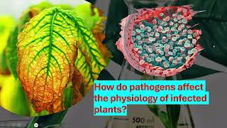 How do the pathogens affect physiology of infected plants [upl. by Norej241]