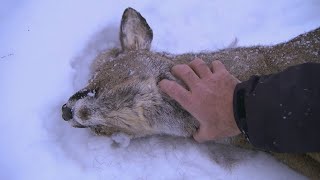 This is How a Lynx Kills  Deadly 60  Series 2  BBC Earth [upl. by Orapma]