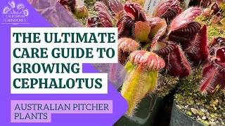 The Ultimate Guide to Growing Cephalotus [upl. by Elreath]