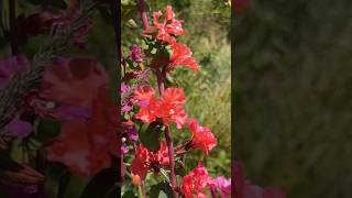 Elegant clarkia flowers [upl. by Blake91]