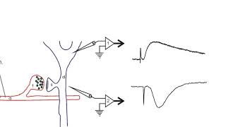 Electrophysiology  Wikipedia audio article [upl. by Janean]