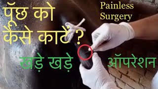 Amputation of Tail in Buffalo  पूँछ को कैसे काटें   Dr Umar Khan [upl. by Bodkin380]