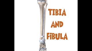 Tibia and Fibula Anatomy leg bones [upl. by Snyder]