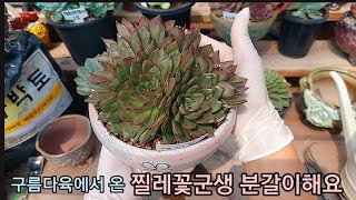 구름다육에서 왔던 군생 다육이 찔레꽃 분갈이해요  바로 분갈이 하지 않고 키핑장에서 적응을 마치고 분갈이 하면 마음이 더 편안해요 근데너무 예쁘지 않나요 [upl. by Wootan]