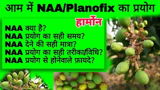 आम में NAA हार्मोन का प्रयोग कबकैसे और कितनी मात्रा में करे  How to use PLANOFIX in Mango Orchards [upl. by Petigny]