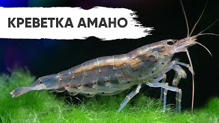 Креветки Амано Amano shrimp Caridina japonica [upl. by Enileda822]