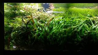 Limia perugiae Endler guppy and platy  feeding time [upl. by Rigdon497]