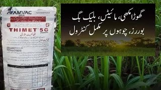 Thimet Swat agro  AMVC USA  phorate  Usages and benefits for crops  Kissan Ghar [upl. by Boynton3]