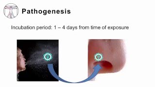 Influenza Pathogenesis and Clinical Manifestations [upl. by Apthorp]