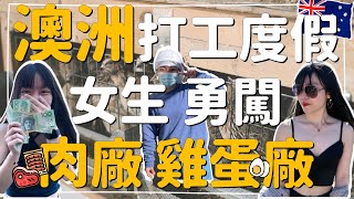 【澳洲集簽工作內幕】雞蛋廠1萬多隻雞OO肉廠包裝半夜手痛醒T—T整租房如何置辦家具……直播精華大放送！ [upl. by Durward905]