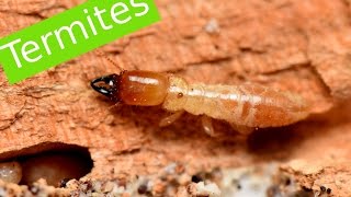 Termites de Corse [upl. by Peggi]