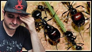 TOUTES MES FOURMIS SONT MORTES [upl. by Eiliah]