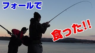 早朝シーバスで「速攻」釣れた‼ [upl. by Jocelin]