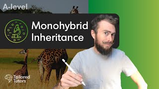 Monohybrid Inheritance  ALevel Biology Tutorial [upl. by Caddric]