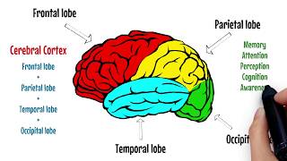 The Brain Explained  Cerebral Cortex  Frontal Lobe  Parietal Lobe 🔴 [upl. by Anidan282]