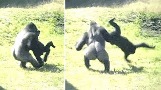 This Wildlife Experts Just Revealed That Chimpanzees amp Gorillas Are Going To War For The First Time [upl. by Socem]