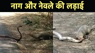 Snake Mongoose Fight Video बुलढाणा में हुई नाग और नेवले की जंग  Saap Aur Nevla Ki Ladai  NBT [upl. by Aliuqa276]